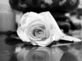 /album/fotogaleria-laska/a255340-480445831979741-1219143926-n-jpg/