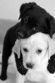 /album/fotogaleria-laska/hafo-jpg/